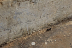 Camponotus compressus