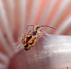 Ptenothrix beta