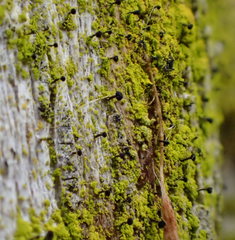 Mycocalicium subtile