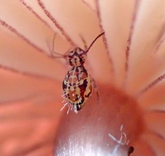 Ptenothrix beta