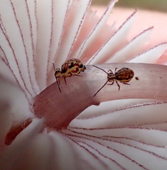 Ptenothrix beta