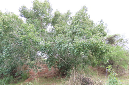 Syzygium guineense, photograph 6