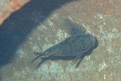 Sebastes rastrelliger