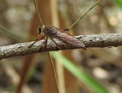 Colepia rufiventris