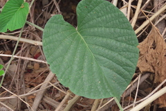 Stictocardia beraviensis, photograph author not stated, no rights reserved