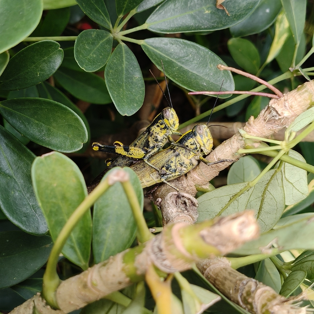 Javanese Grasshopper