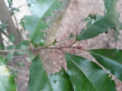 Cestrum laevigatum