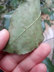 Cestrum laevigatum