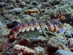 Odontodactylus latirostris