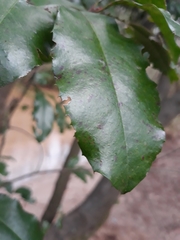 Cestrum laevigatum