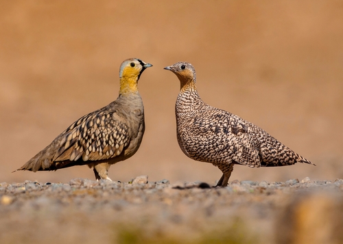 Crowned Sandgrouse