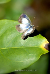 Eirmocides margarita