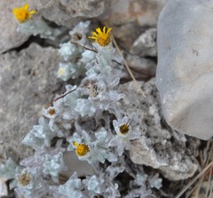 Thymophylla micropoides