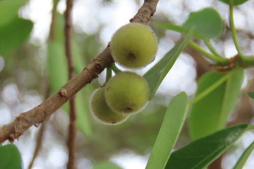 Ficus thonningii