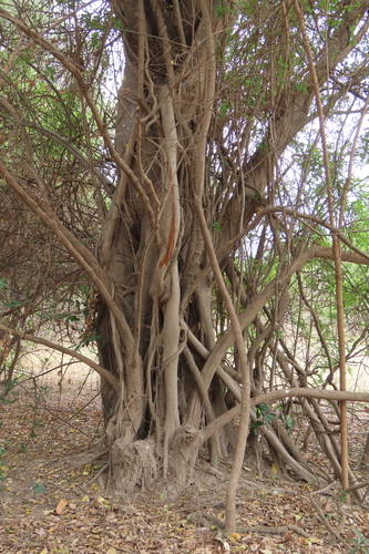Ficus thonningii