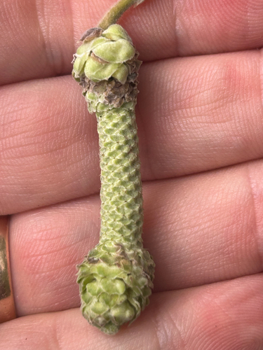 Phyllocoptruta coryli