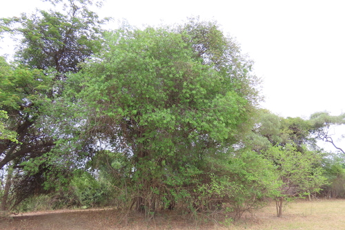 Ficus thonningii