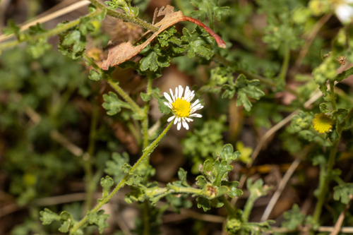 Purple Burr-daisy (Calotis cuneifolia)