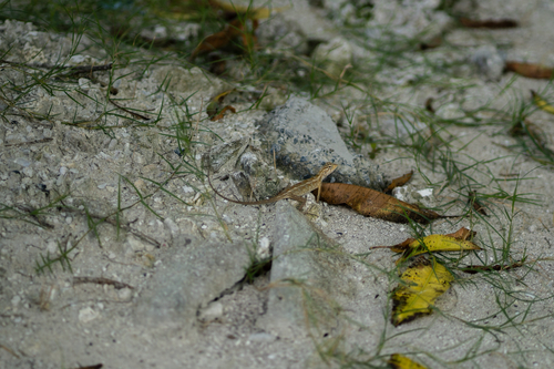 Indian Garden Lizard — seen at this dive site