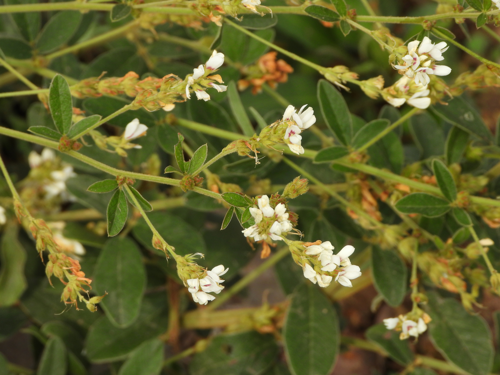 Lespedeza tomentosa