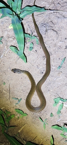 Common keelback sighting
