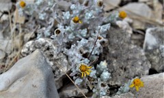 Thymophylla micropoides