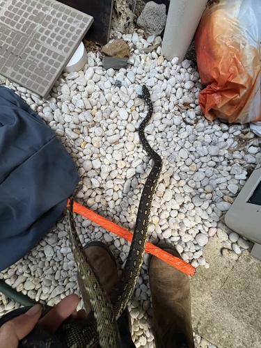 Diamond Python sighting