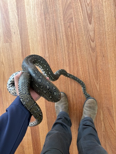 Diamond Python sighting