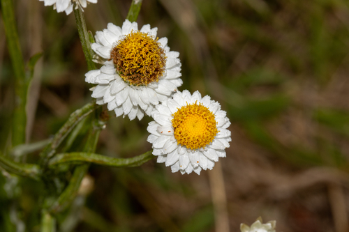 Ammobium alatum, photograph 1