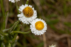 Ammobium alatum, photograph (c) T. Hammer, some rights reserved (CC BY)