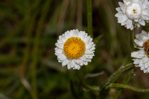 Ammobium alatum