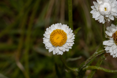 Ammobium alatum
