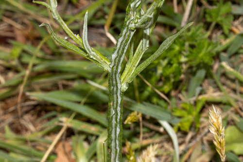 Ammobium alatum, photograph 2