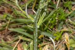 Ammobium alatum, photograph (c) T. Hammer, some rights reserved (CC BY)