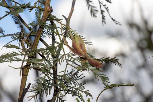 Fern-leaved Wattle (Acacia filicifolia)