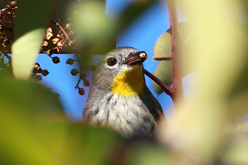 iNaturalist observation photo of Yellow-rumped Warbler