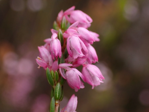 Pale Heath (Erica palliiflora)
