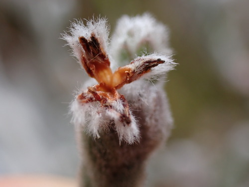 Brunia phylicoides (Brunia phylicoides)