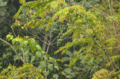 iNaturalist image