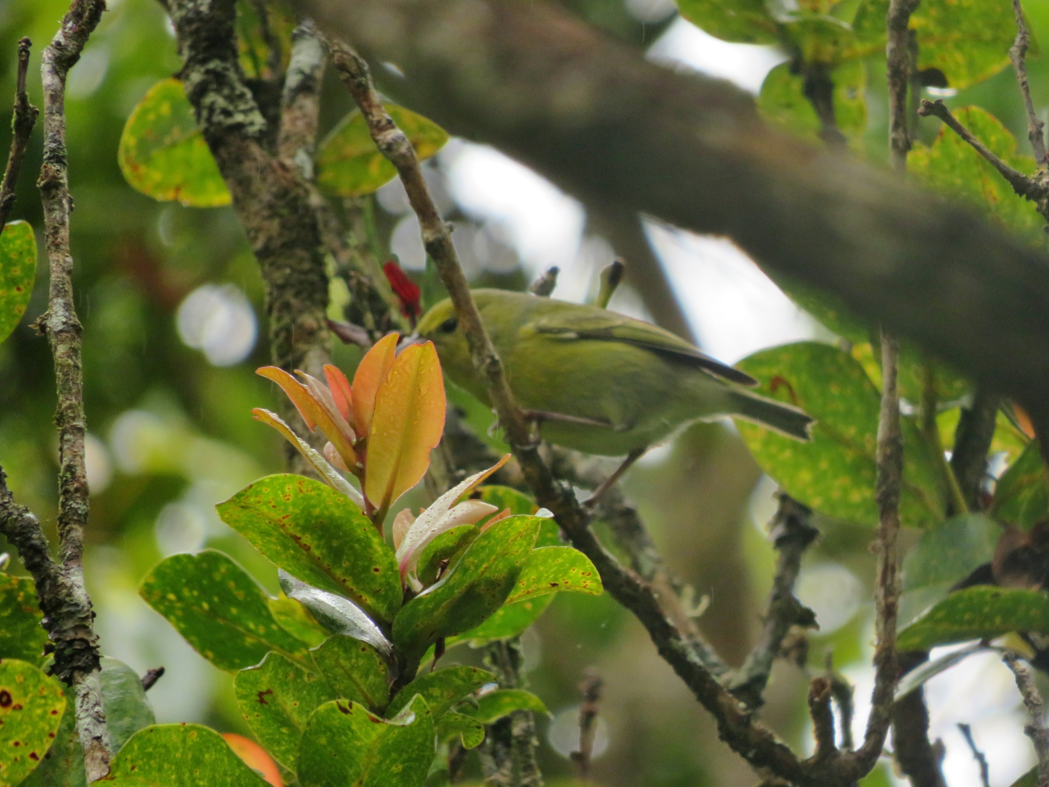 Anianiau (Magumma parva), photo 5