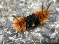 Turuptiana obliqua