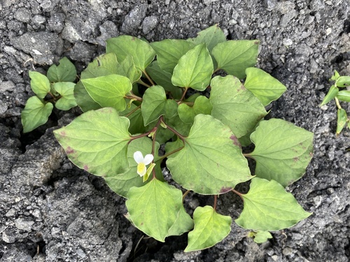 Houttuynia cordata