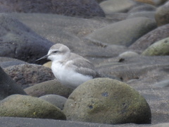 Anarhynchus frontalis
