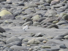 Anarhynchus frontalis