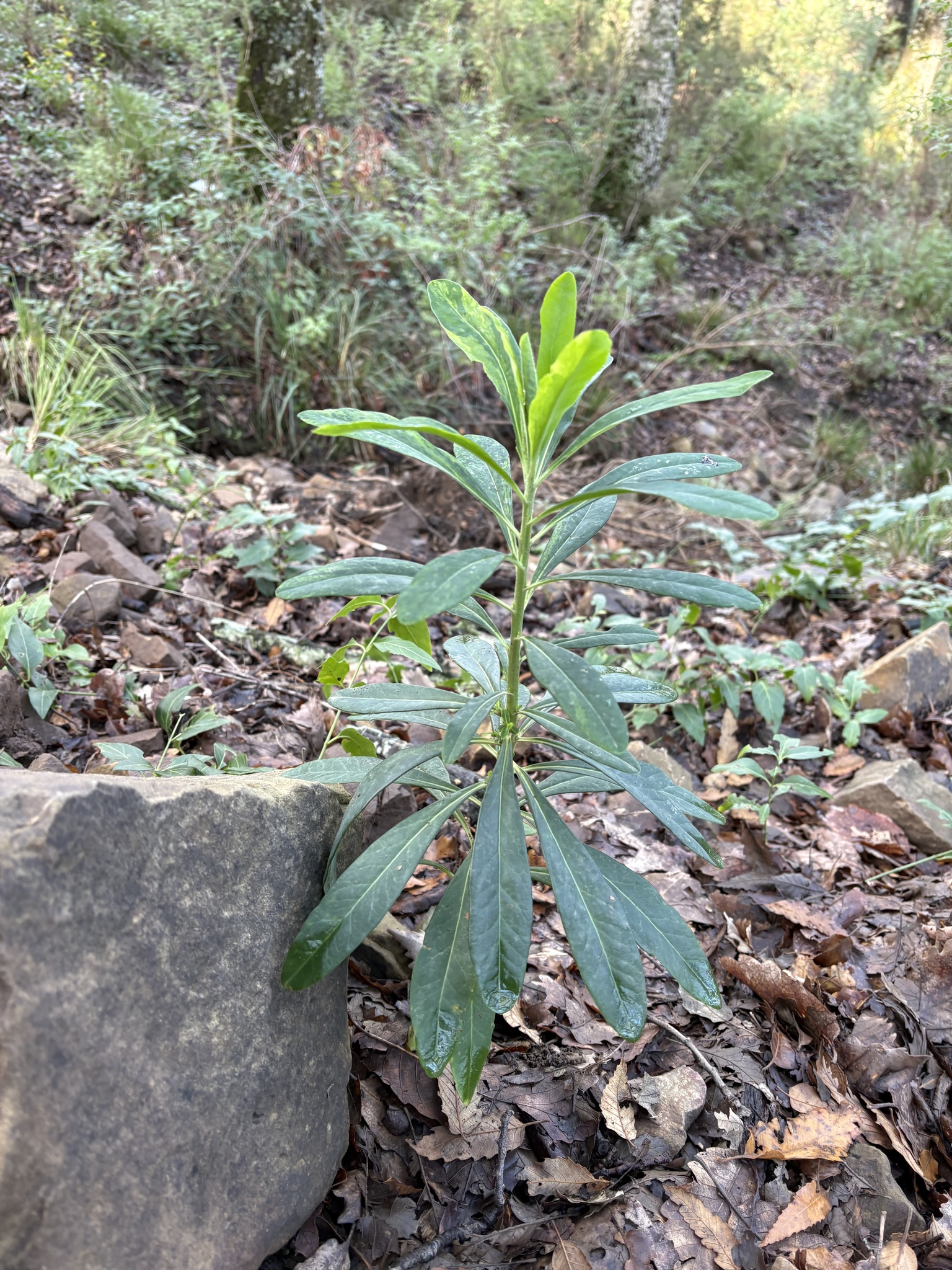 Euphorbia durandoi