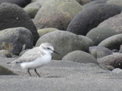 Anarhynchus frontalis