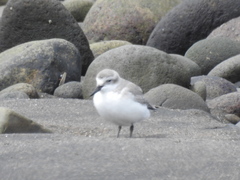 Anarhynchus frontalis