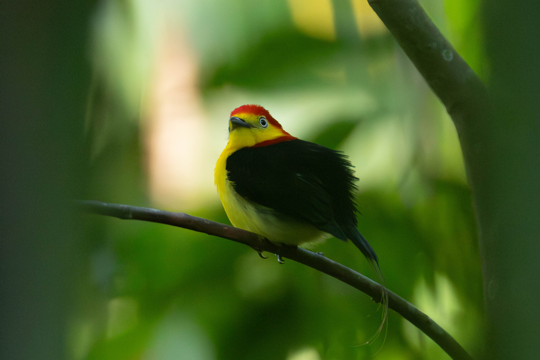 Wire-tailed Manakin (Pipra filicauda), photo 3