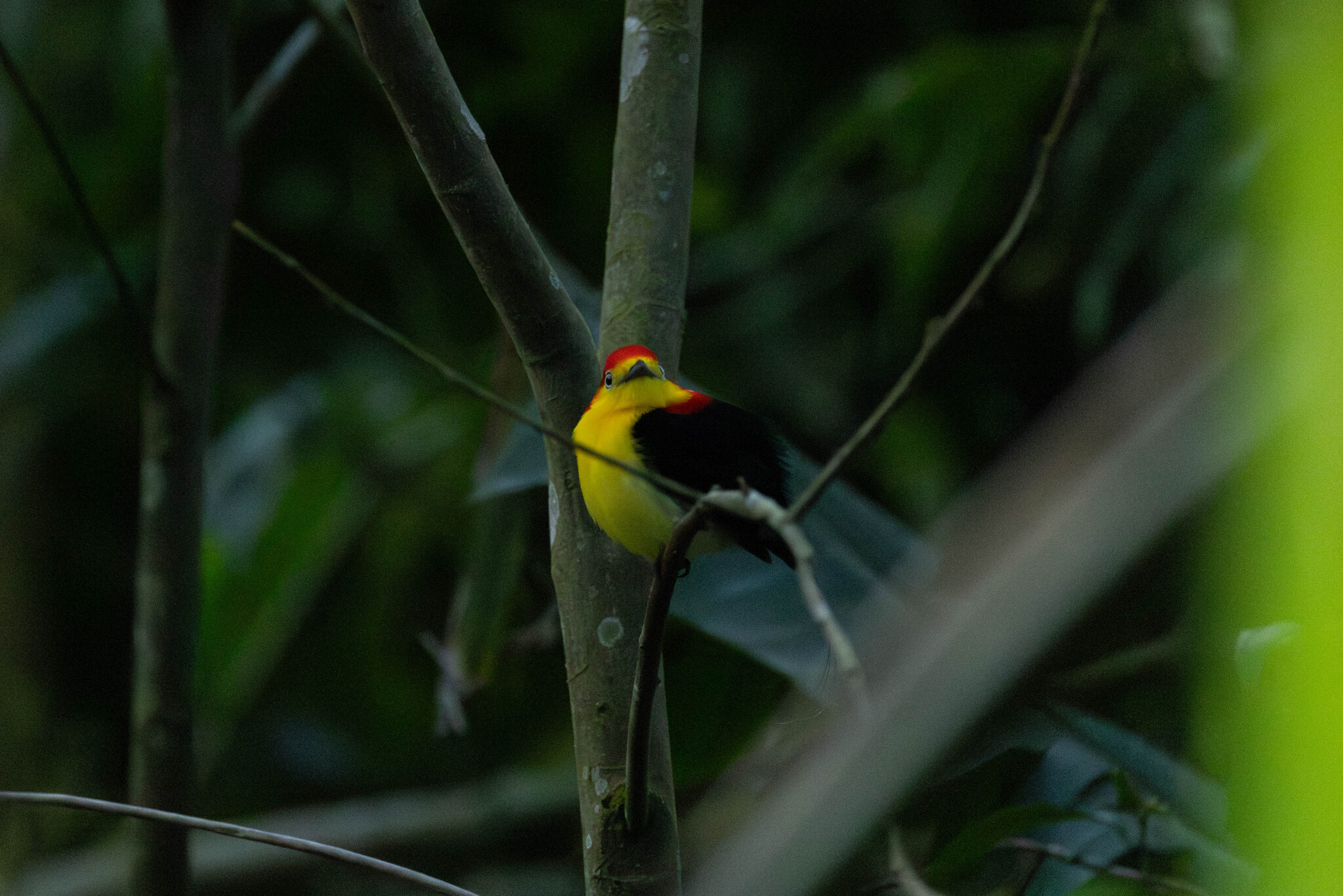 Wire-tailed Manakin (Pipra filicauda), photo 5