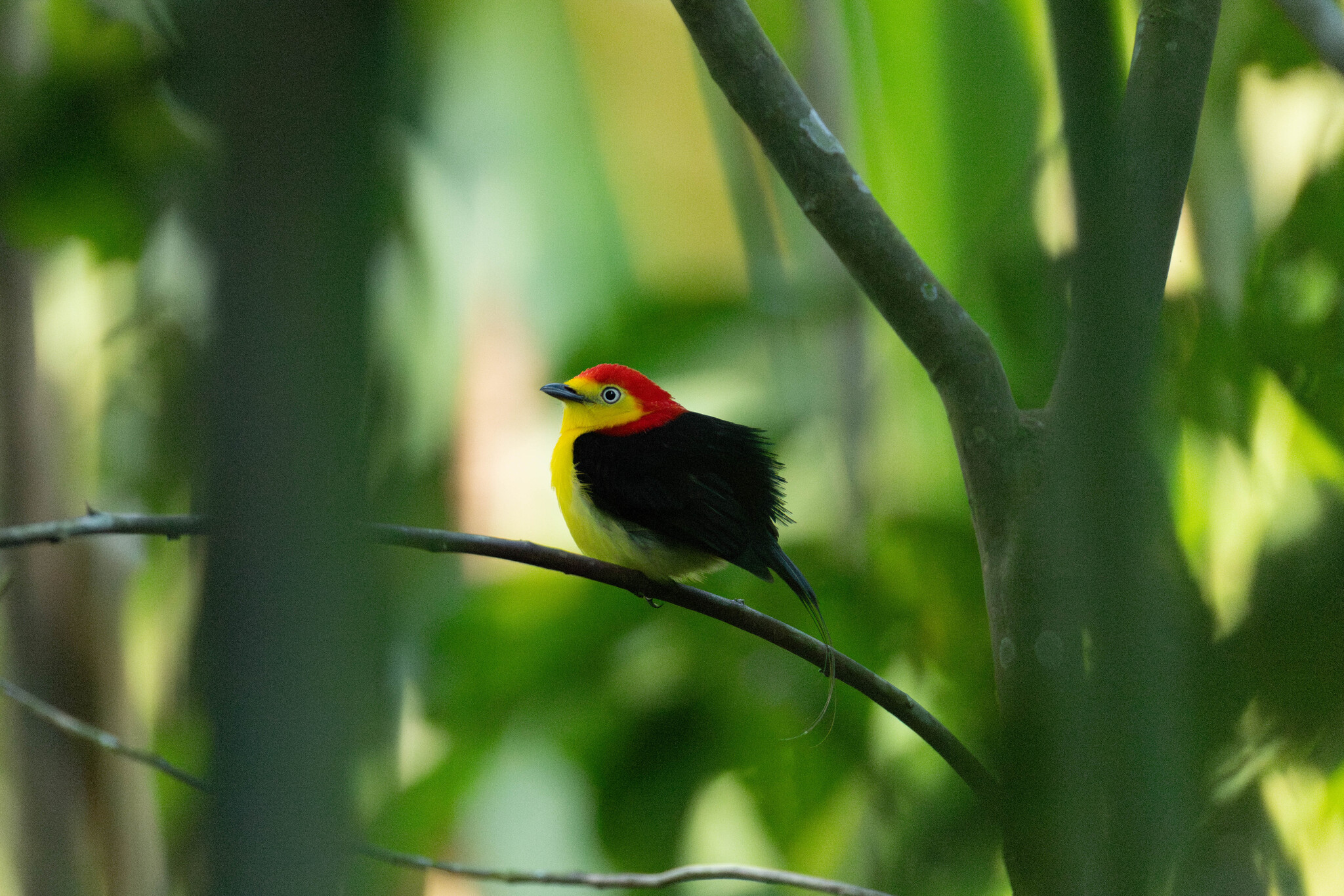 Wire-tailed Manakin (Pipra filicauda), photo 4